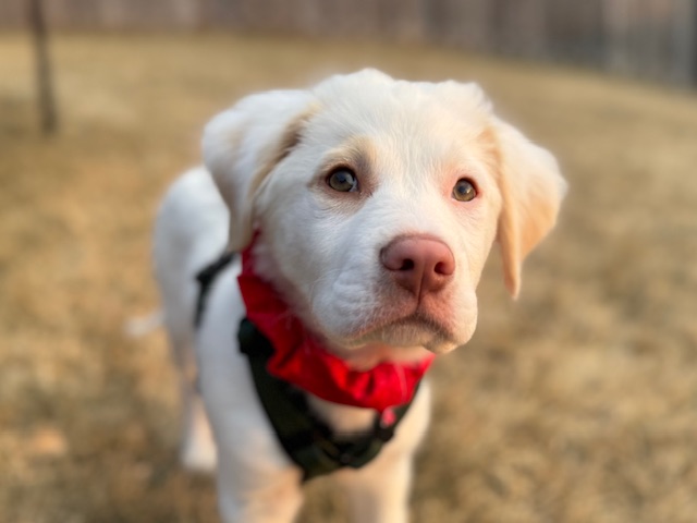 photo of Albus, a white dog, on yellow-brown grass. He is looking at the camera and has a red collar cover on.